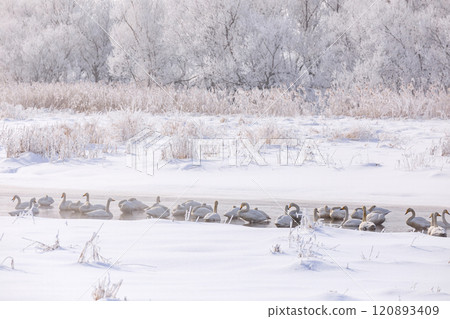 隆冬時節，北海道千歲大天鵝聚集到舊長門沼澤 [1 月] 120893409