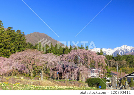 光前寺櫻花水仙花節 120893411