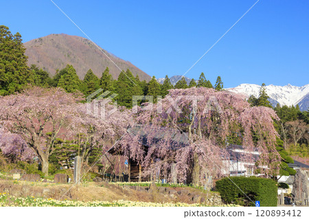 光前寺櫻花水仙花節 120893412