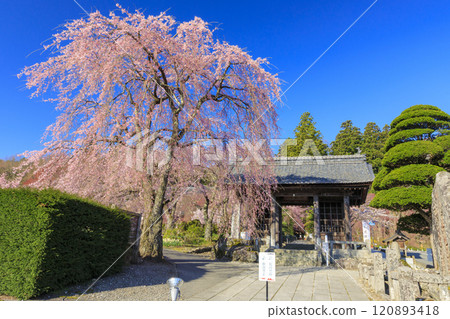 光前寺櫻花水仙花節 光前寺櫻花水仙花節 120893418