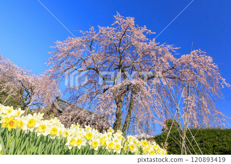 光前寺櫻花水仙花節 光前寺櫻花水仙花節 120893419