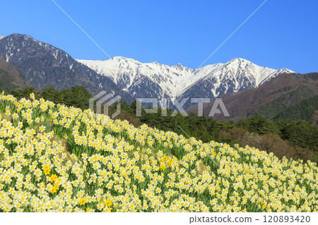 光前寺櫻花水仙花節 120893420