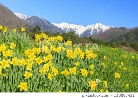 光前寺櫻花水仙花節 光前寺櫻花水仙花節 120893421