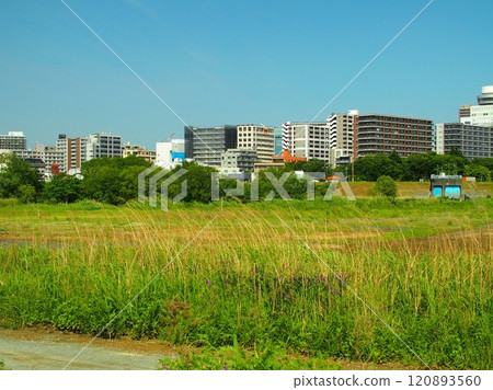 Edogawa riverbank and buildings on the opposite bank in early summer 120893560