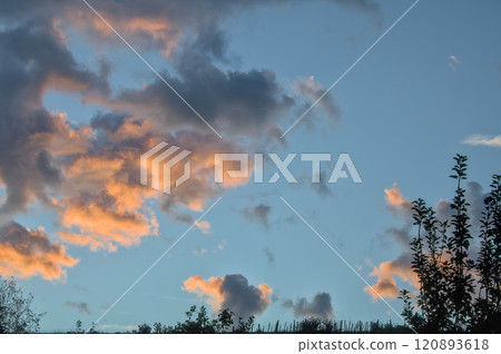 tree silhouette at sunrise 120893618