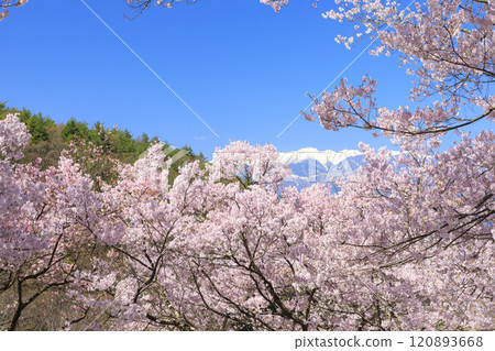 Cherry blossoms in full bloom at Takato Castle Park 120893668