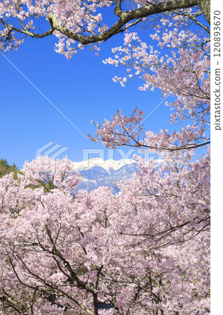 櫻花盛開的高遠城跡公園 120893670