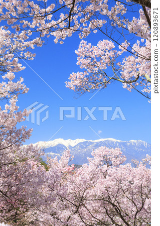 Cherry blossoms in full bloom at Takato Castle Park 120893671