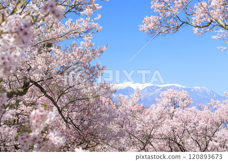 Cherry blossoms in full bloom at Takato Castle Park 120893673