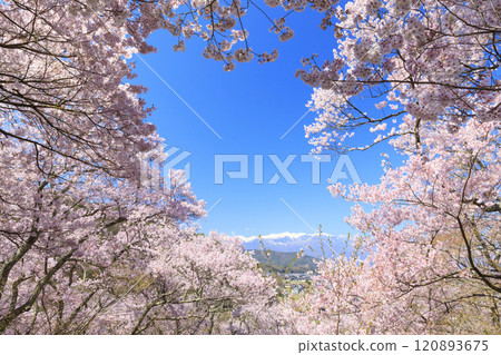 Cherry blossoms in full bloom at Takato Castle Park Cherry blossoms in full bloom at Takato Castle Park 120893675