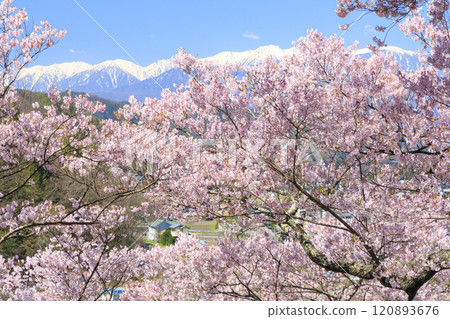 櫻花盛開的高遠城跡公園 120893676