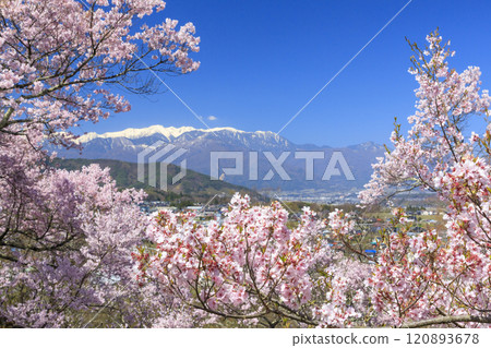 Cherry blossoms in full bloom at Takato Castle Park Cherry blossoms in full bloom at Takato Castle Park 120893678