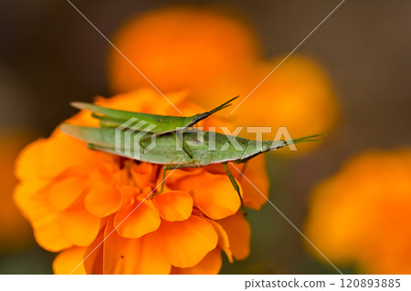 Atractomorpha lata Atractomorpha lata 120893885