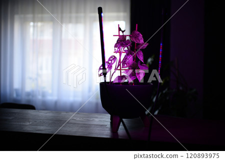 phytolamps illuminate potted plants on a shelf in a room phytolamps illuminate potted plants on a shelf in a room 120893975