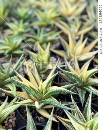 Haworthiopsis limifolia variegated or Fairy washboard in flower pot 120894062