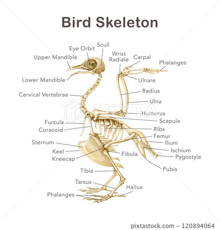 Bird skeleton with bone name scheme. Hand drawn detailed illustration. Avian skeleton anatomical table on white background. Bird skeleton anatomy for study, print, table, chart design 120894064