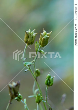 Torikabuto的果實 Torikabuto的果實 120894091