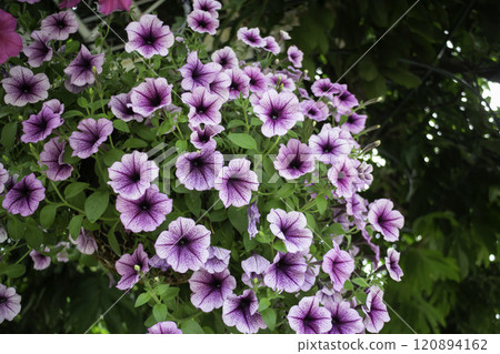 Thai agricultural produce to be exhibited at the fair 120894162