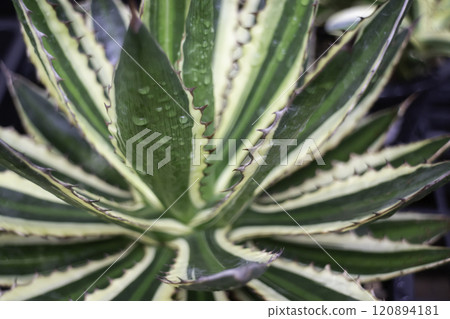 Thai agricultural produce to be exhibited at the fair Thai agricultural produce to be exhibited at the fair 120894181