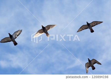 group of homing pigeon flying against beautiful clear blue sky 120894198
