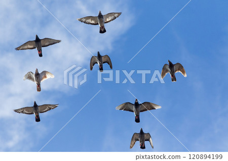 group of homing pigeon flying against beautiful clear blue sky group of homing pigeon flying against beautiful clear blue sky 120894199