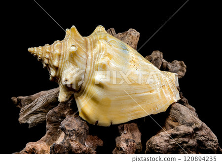 Strombus pugilis Shell on Driftwood with Black Background 120894235