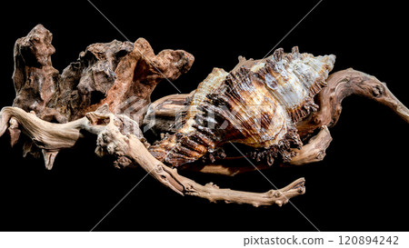 Chicoreus ramosus Shell on Driftwood black background Chicoreus ramosus Shell on Driftwood black background 120894242