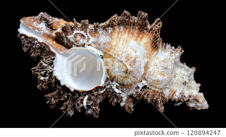 Chicoreus ramosus Shell on Black Background 120894247