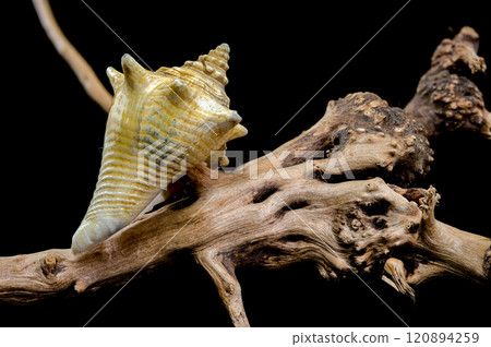 Strombus pugilis Shell on Driftwood with Black Background 120894259