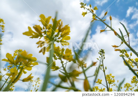 Rape blossoms Rape blossoms 120894294