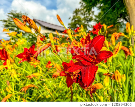Morning after the rain: Vivid daylily flowers Morning after the rain: Vivid daylily flowers 120894305