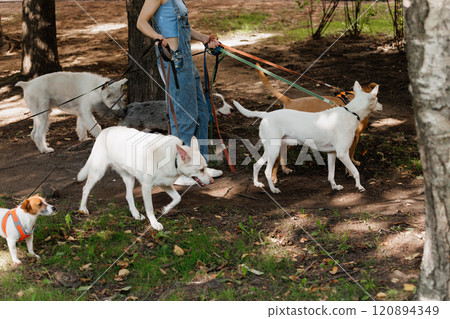 woman is walking her dogs on leashes in park, pack of dogs woman is walking her dogs on leashes in park, pack of dogs 120894349