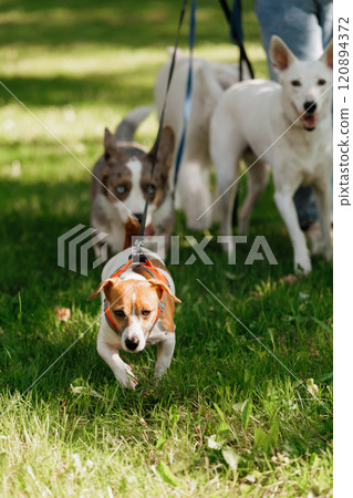 dog runs across field with other dogs. dog is wearing a red harness. Jack Russell terrier dog runs across field with other dogs. dog is wearing a red harness. Jack Russell terrier 120894372