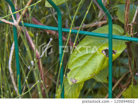 green leaf behind a fence 120894602