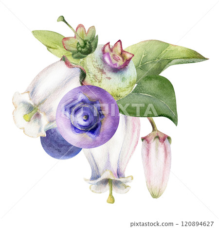Blueberry blackberry with pink white bell flowers, hand drawn in watercolor, ripe forest berry cluster bunch. Boutonniere isolated botanical illustration. Restaurant, dessert cafe menu, farmers market Blueberry blackberry with pink white bell flowers, hand drawn in watercolor, ripe forest berry cluster bunch. Boutonniere isolated botanical illustration. Restaurant, dessert cafe menu, farmers market 120894627