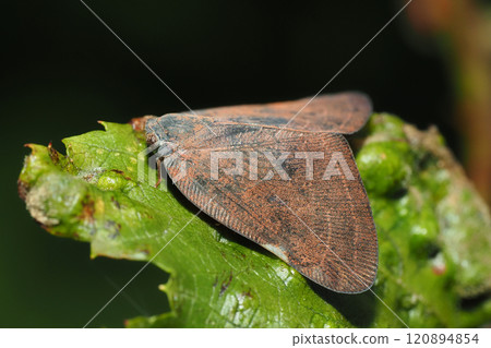 Chinese grasshopper (invasive species) 120894854