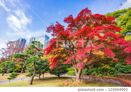 Hama-rikyu Gardens: A relaxing space in Tokyo with beautiful autumn foliage Hama-rikyu Gardens: A relaxing space in Tokyo with beautiful autumn foliage 120894902