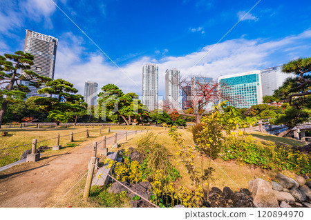 Hama-rikyu Gardens: A relaxing space in Tokyo, where Japanese butterbur flowers bloom 120894970