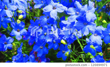 Blue delphinium grand blue flower landscape 120894971