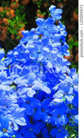 Blue delphinium grand blue flower landscape 120894972