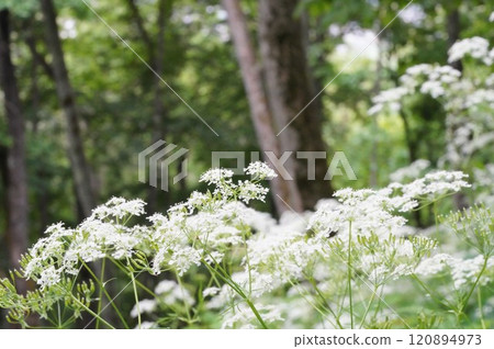 A walking path lined with white flowers A walking path lined with white flowers 120894973