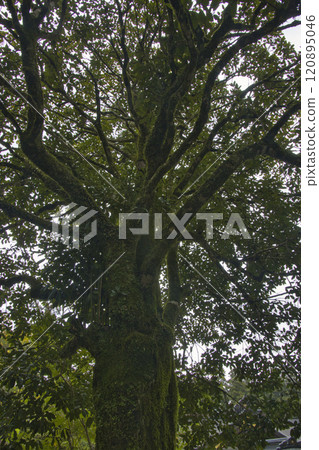 熊野本宮大社神樹 塔羅陽樹 和歌山縣田邊市 120895046