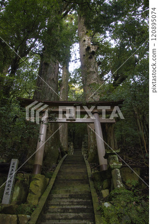 Kumano Kodo Nakahechi: Tsugisakura Oji and Nonaka Hitotsugi Cedar, Tanabe City, Wakayama Prefecture 120895074
