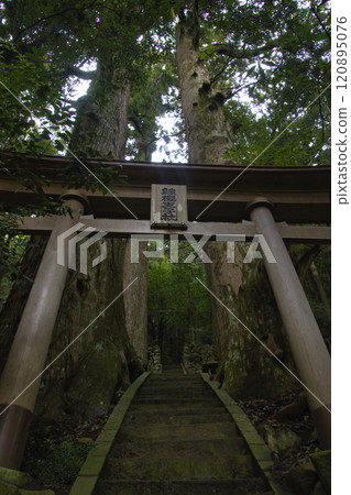 和歌山縣田邊市熊野古道、中邊市、繼櫻王子、野中一杉 和歌山縣田邊市熊野古道、中邊市、繼櫻王子、野中一杉 120895076