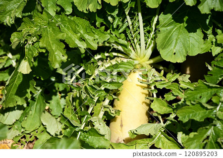 Japanese radish field Japanese radish field 120895203