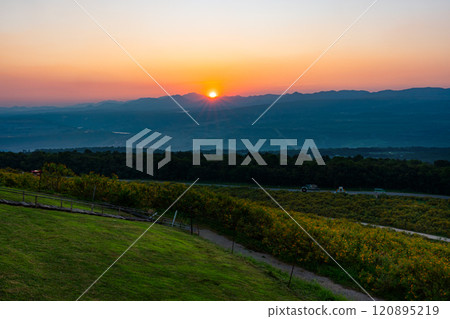 Aerial view of sunset and Tree Marigold Flowers field. Aerial view of sunset and Tree Marigold Flowers field. 120895219