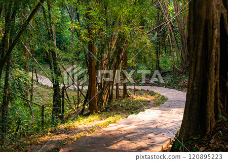 View of cement walkway in the bamboo forest in Thailand. 120895223