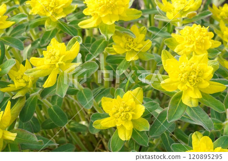 Colorful Euphorbia Colorful Euphorbia 120895295