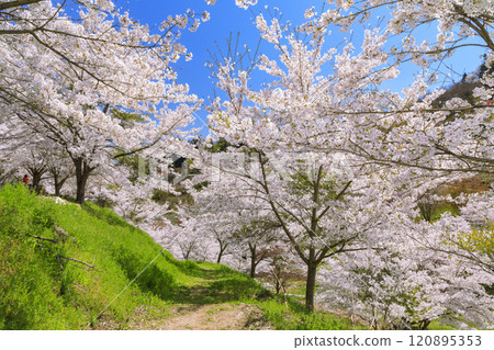 盛開的山櫻陸吾 盛開的山櫻陸吾 120895353
