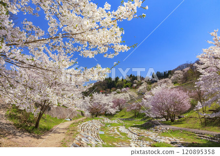 盛開的山櫻陸吾 120895358